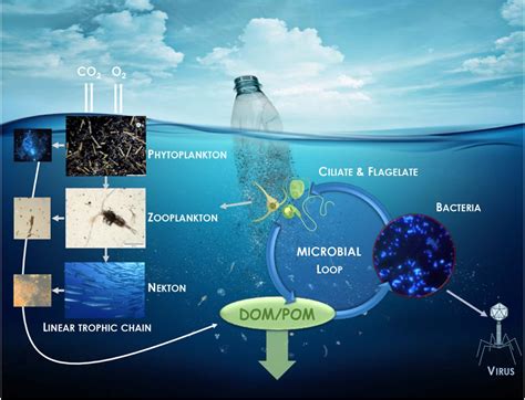 有机材料生物降解 Gas Endeavour 生物可物降解评估 | 碧普(BPC)中国官网