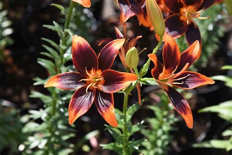 16 Types Of Black Lilies