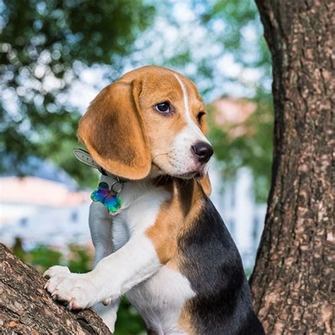 55+ Are Beagles Good Dogs - l2sanpiero