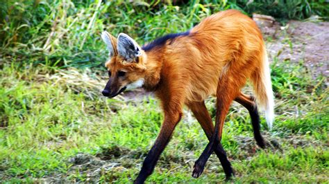 Download Animal Maned Wolf HD Wallpaper