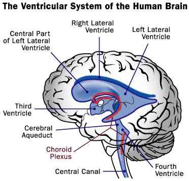 About the Ventricular System - The Wonders of the Ventricular System