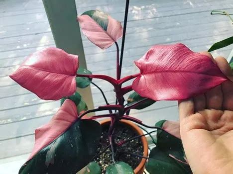 Pink Princess Philodendron: 11 Critical Problems & Fixes!