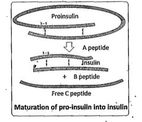 [Telugu] Explain in brief structure of Insulin.