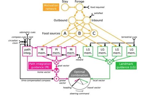 The significance of the mesoscale in multiscale neuroethology modeling