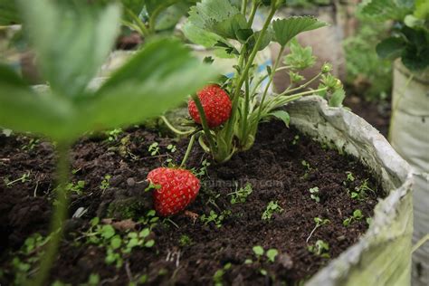 cara menanam strawberry