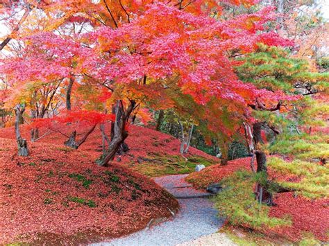 Autumn In Kyoto: A Golden Paradise - Miru