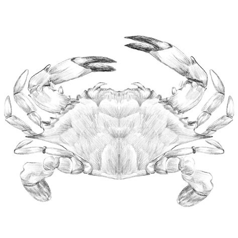 Premium PSD | Blue crab sketch illustration