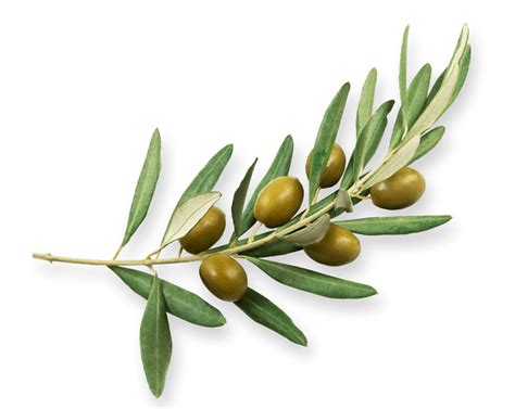 Dumet - World of Olives