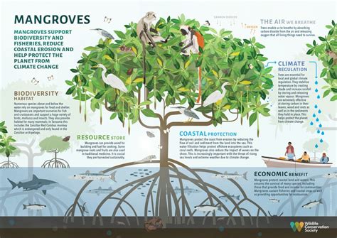 The Value of Mangroves | Wild View