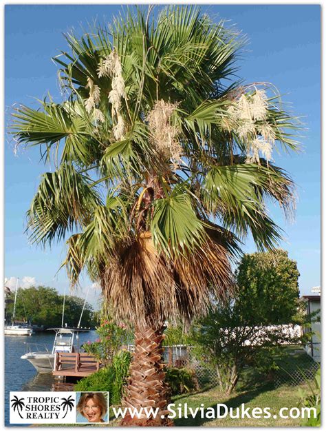 Sabal Palm Florida State Tree Photo by Silvia Dukes | Sabal palm, Photo tree, Florida nature