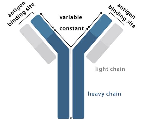 Primary Antibodies | Antibodies.com