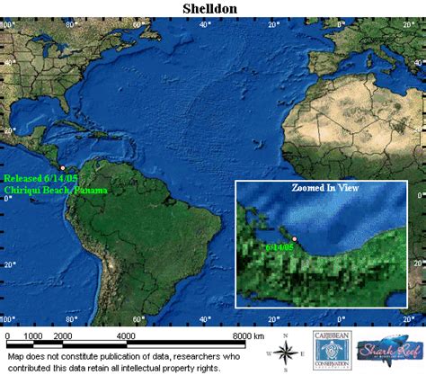 Sea Turtle Satellite Tracking | Shelldon – Sea Turtle Conservancy