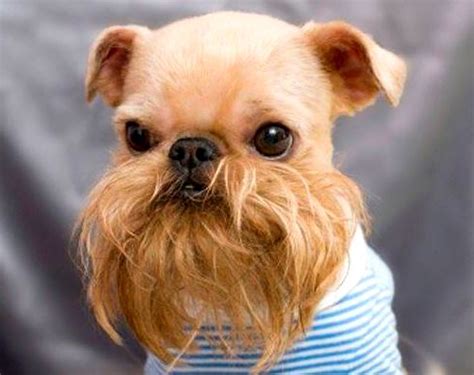 25 Pets with Hilarious Facial Hair - Life With Dogs