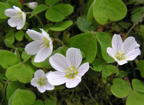 Oxalis acetosella - Wood-sorrel