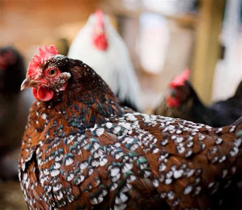 Best chicken breeds for beginners - Backyard Chicken Project