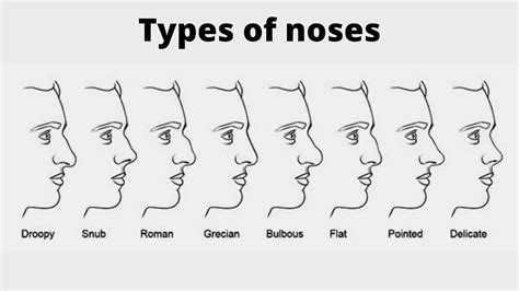 Anatomy of the nose