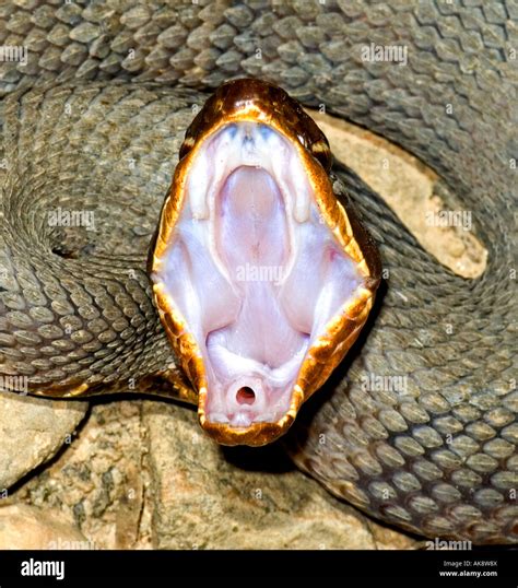 Snake Mouth Anatomy