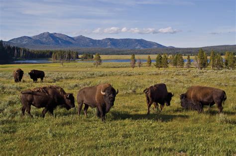 Yellowstone Bison | Yellowstone National Park is home to some 3,000 bison - My Yellowstone Park