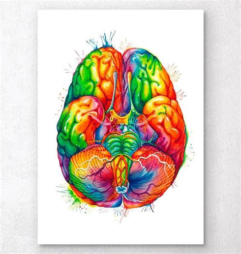 Brain Anatomy - Anatomy Art - Codex Anatomicus