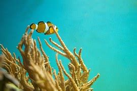Free photo: Anemone Fish, Clown Fish, Aquarium - Free Image on Pixabay - 1496866