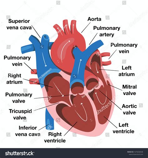 Heart Diagram Labeled Detailed