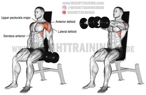 Seated dumbbell front raise exercise instructions and video