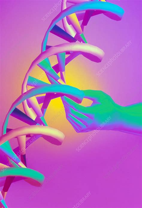 DNA manipulation - Stock Image - G200/0024 - Science Photo Library