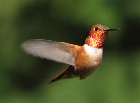 Different Types of Hummingbirds - Hummingbirds Plus