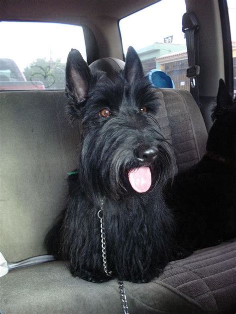 17 Best images about Scottish terrier haircuts on Pinterest | Westminster dog show, Westies and ...