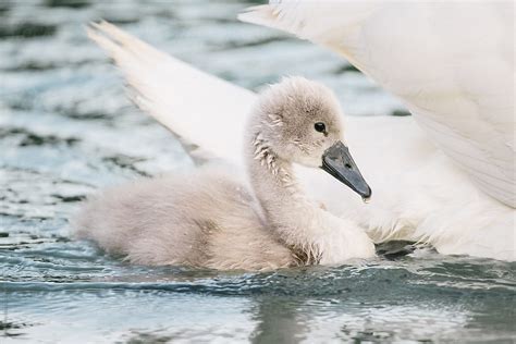 «Baby Swan With Swimming With Her Mother» del colaborador de Stocksy «Peter Wey» - Stocksy