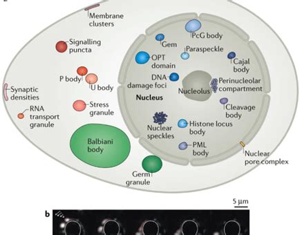 About Biomolecular Condensates – ISPE Boston