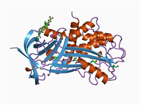 Plasminogen Activator Inhibitor 1; PAI-1