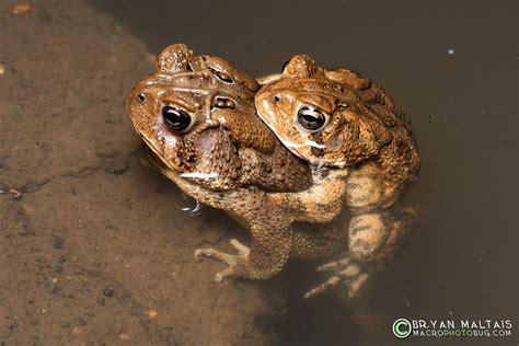 American Toads Amplexus