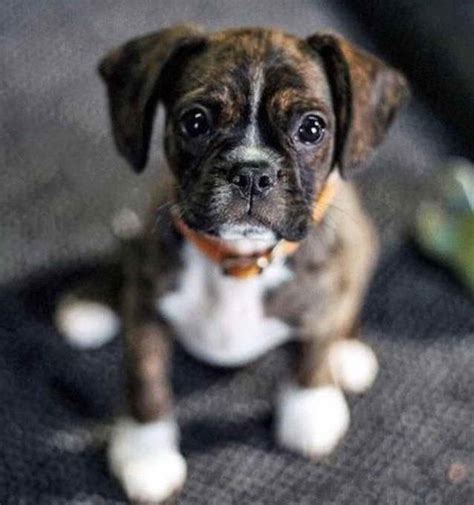 Boston Terrier Boxer Mix For Sale | PETSIDI