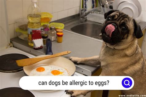 Can Dogs Be Allergic To Eggs? [You NEED To Know] - OodleLife®