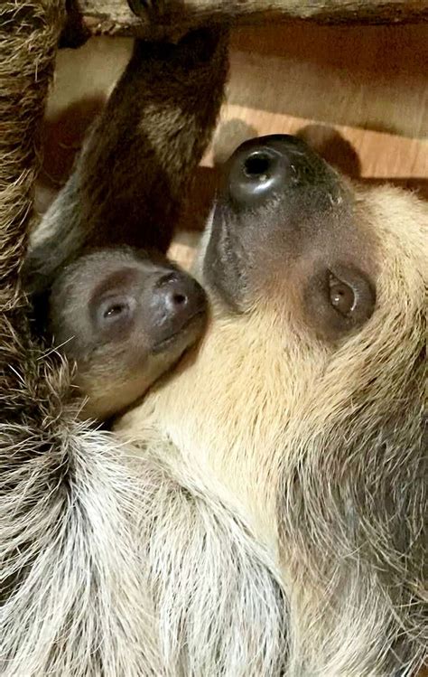 English Zoo 'Thrilled' to Welcome its First Baby Sloth