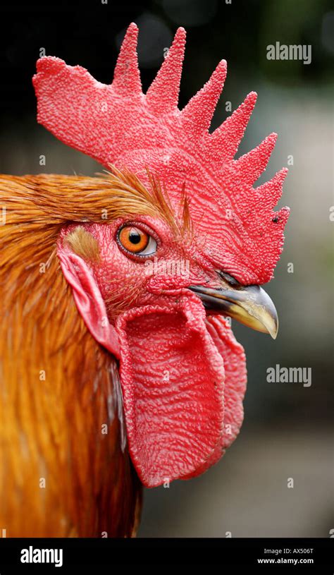 Angry rooster hi-res stock photography and images - Alamy