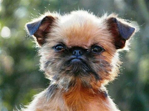 Cute 😀🐶 | Griffon dog, Brussels griffon, Cute dogs