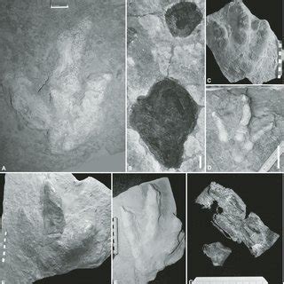 Characteristic tetrapod fossils from the Early Jurassic of Poland: (A ...