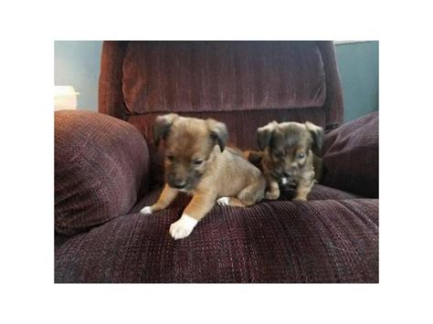 2 lovely Jack Chi Puppies Rochester - Puppies for Sale Near Me