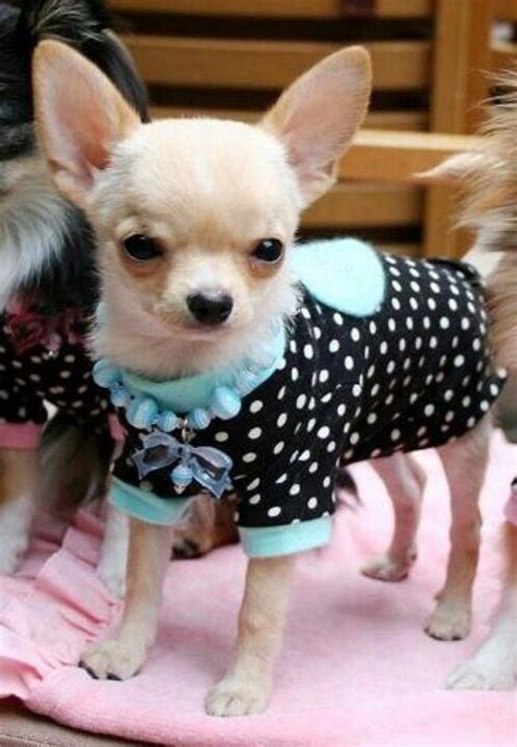 Pin by DAVID on Dog Accessories | Chihuahua puppies, Cute chihuahua ...