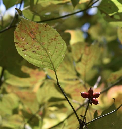 Flowering Dogwood Leaves