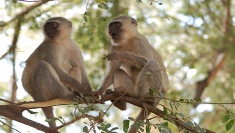 Vervet Monkey Facts, Diet, Pictures and All Information