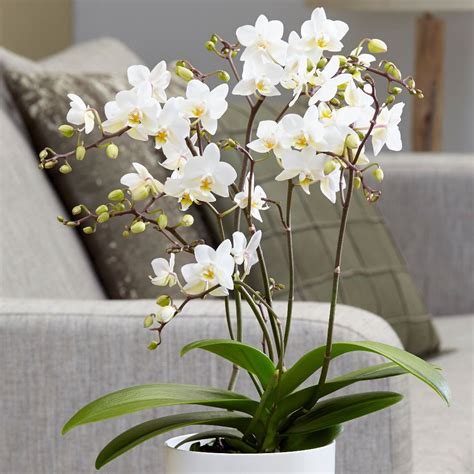 Buy moth orchid Phalaenopsis 'White Willd Orchid'