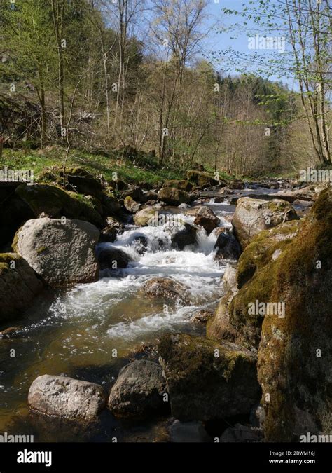 A river flowing through a forest Stock Photo - Alamy