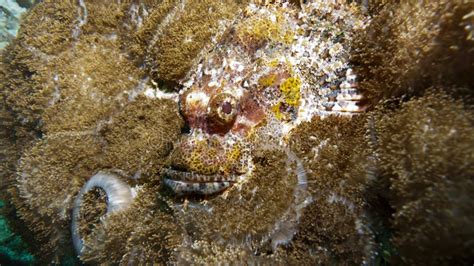 Stone Fish Camouflage on the Reef Stock Image - Image of underwater, similan: 19359239