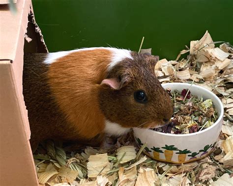 Why Guinea Pigs Make Great Pets for Kids - A Nation of Moms