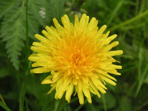 Dandelion Root for dogs | The Science Of Healthy Dogs