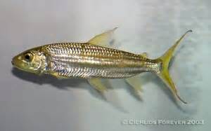 Hydrocynus goliath, Giant tigerfish, Aquariumfish, Database, aquarium ...