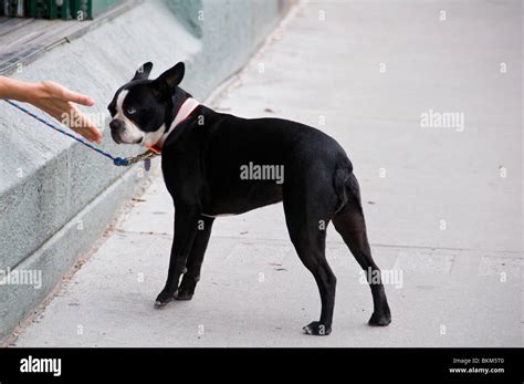 Interaction between dog and human Stock Photo - Alamy